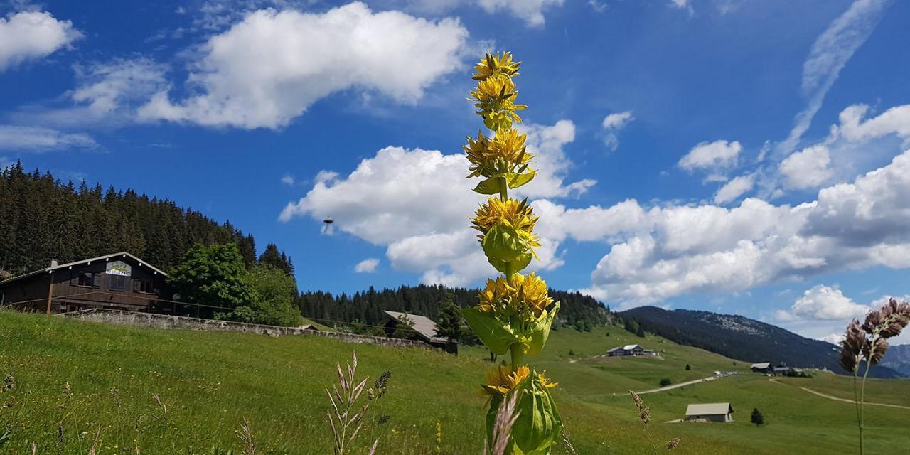 Gite Les Lanfiannes Thorens-Glières Buitenkant foto