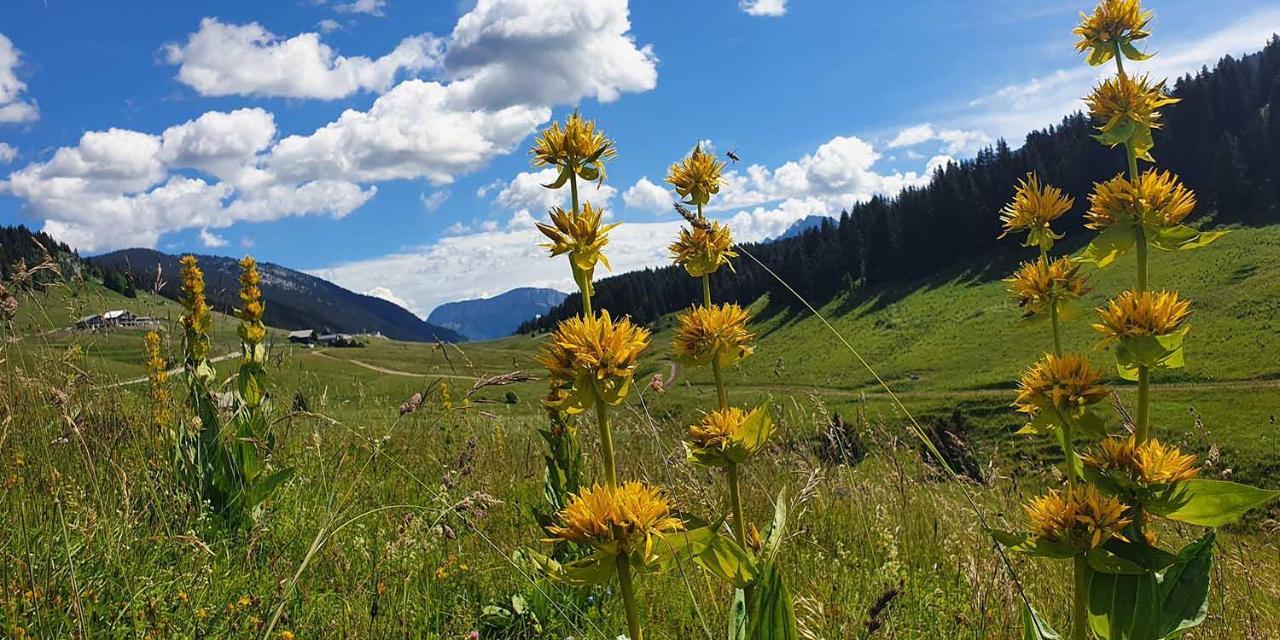 Gite Les Lanfiannes Thorens-Glières Buitenkant foto